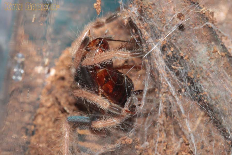 Chromatopelma-cyaneopubescens10.jpg