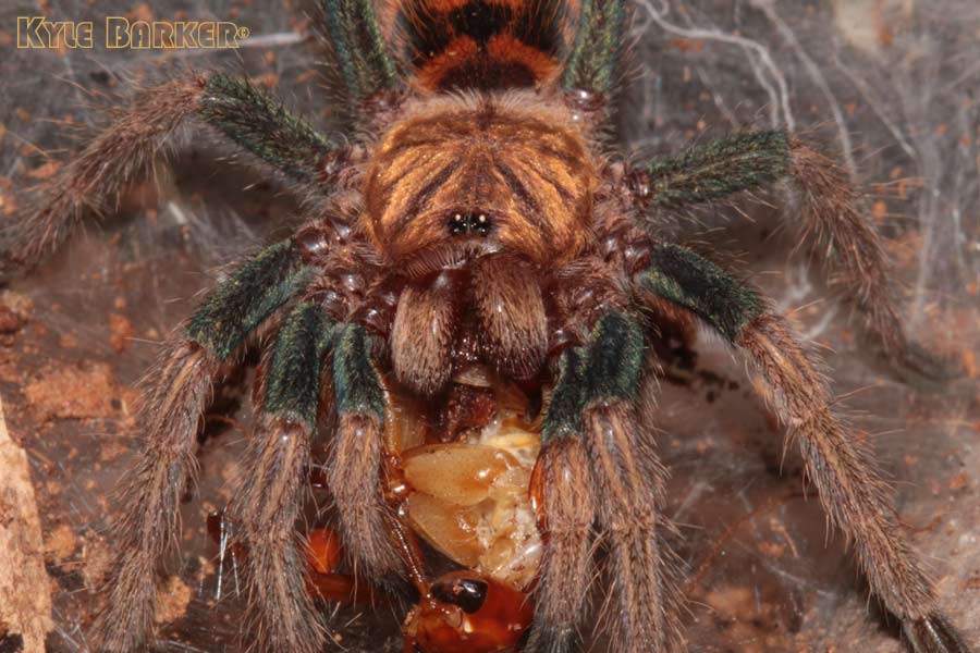 Chromatopelma-cyaneopubescens19.jpg