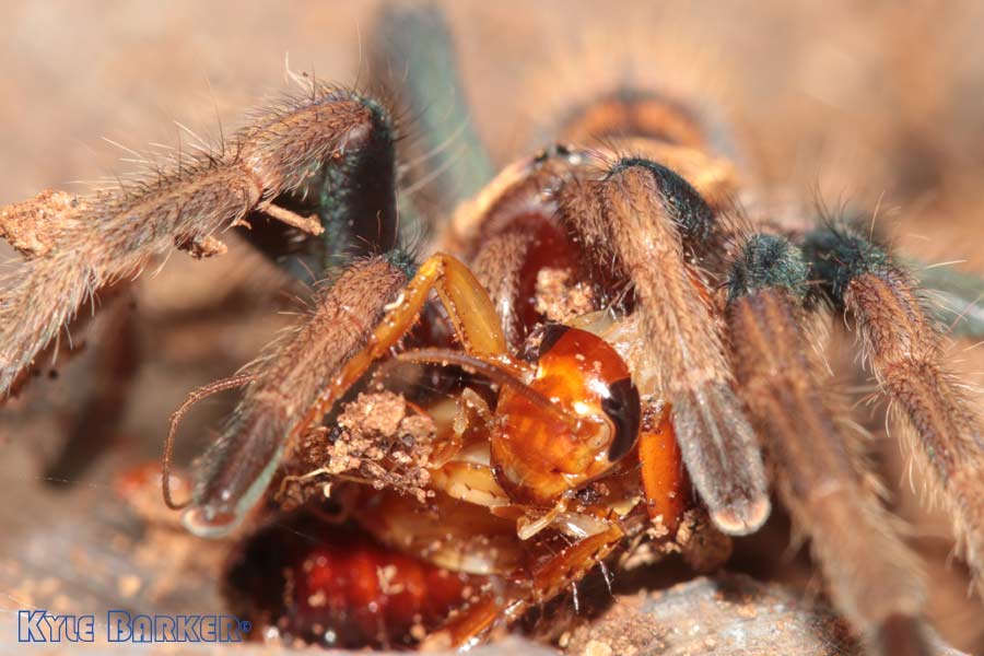 Chromatopelma-cyaneopubescens20.jpg