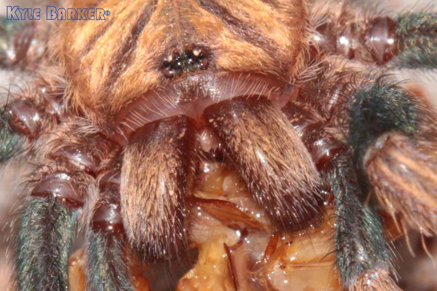 Chromatopelma-cyaneopubescens21.jpg