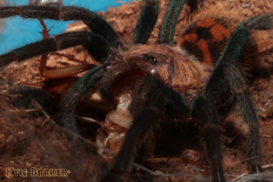 Chromatopelma-cyaneopubescens24.jpg