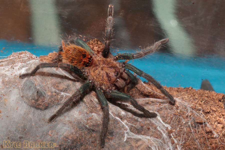 Chromatopelma-cyaneopubescens26.jpg