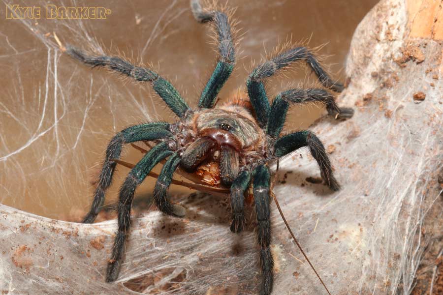 Chromatopelma-cyaneopubescens35.jpg