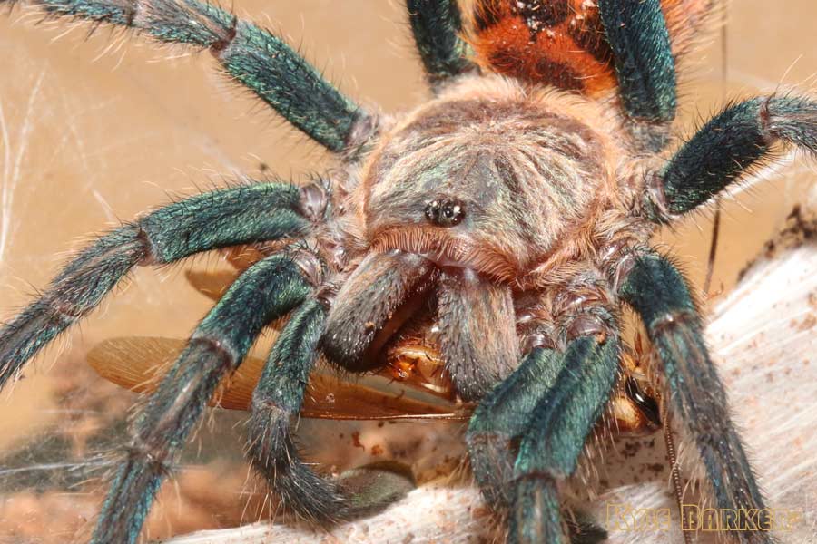 Chromatopelma-cyaneopubescens36.jpg