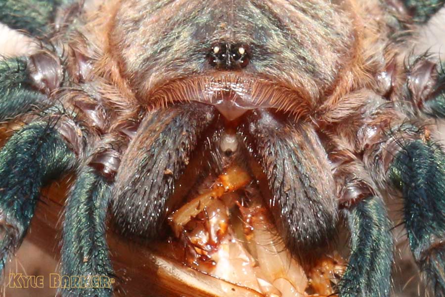 Chromatopelma-cyaneopubescens37.jpg