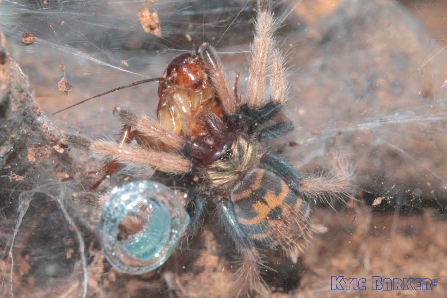 Chromatopelma-cyaneopubescens8.jpg