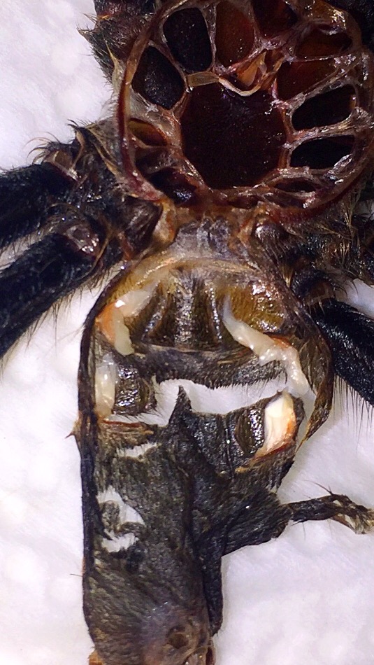 Chromatopelma cyaneopubscens. Male?