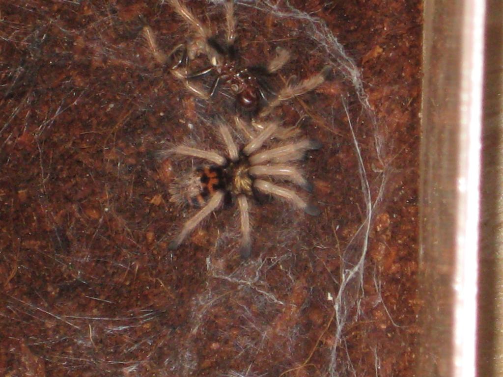 Chromatopelma Cyanocubescens
