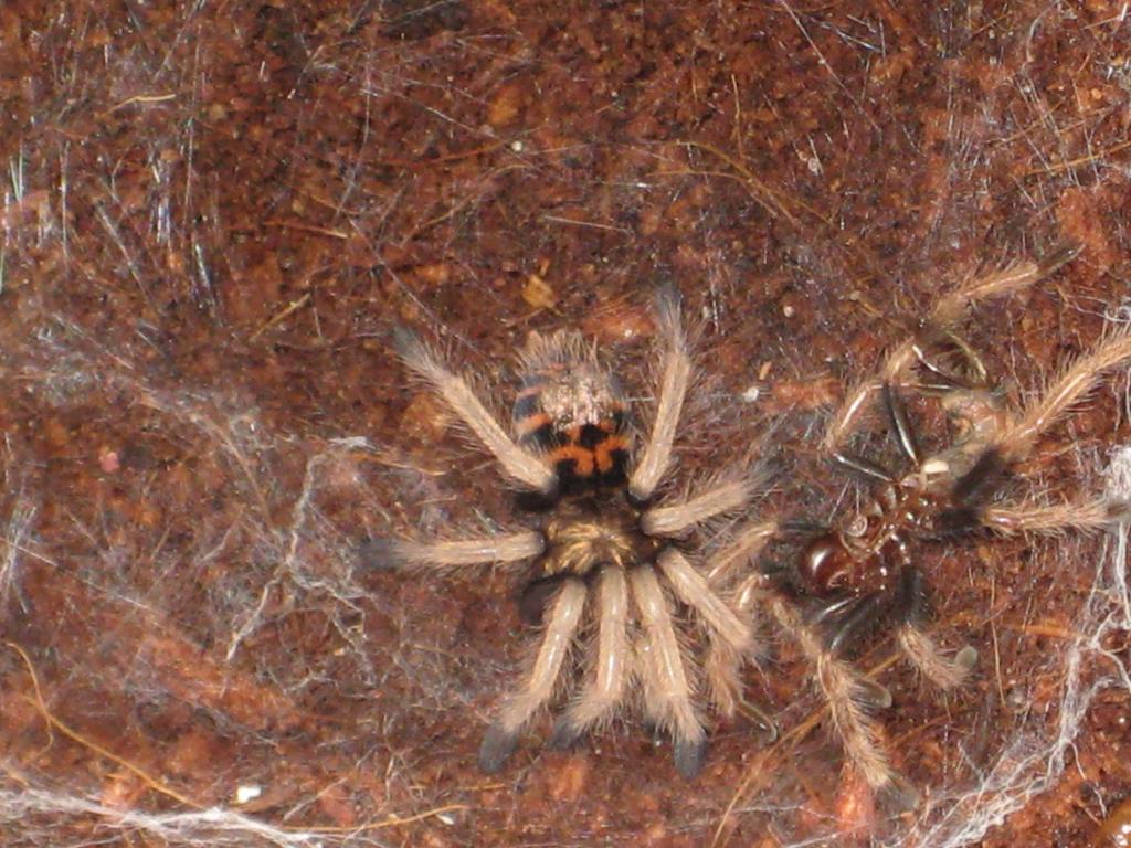 Chromatopelma Cyanocubescens