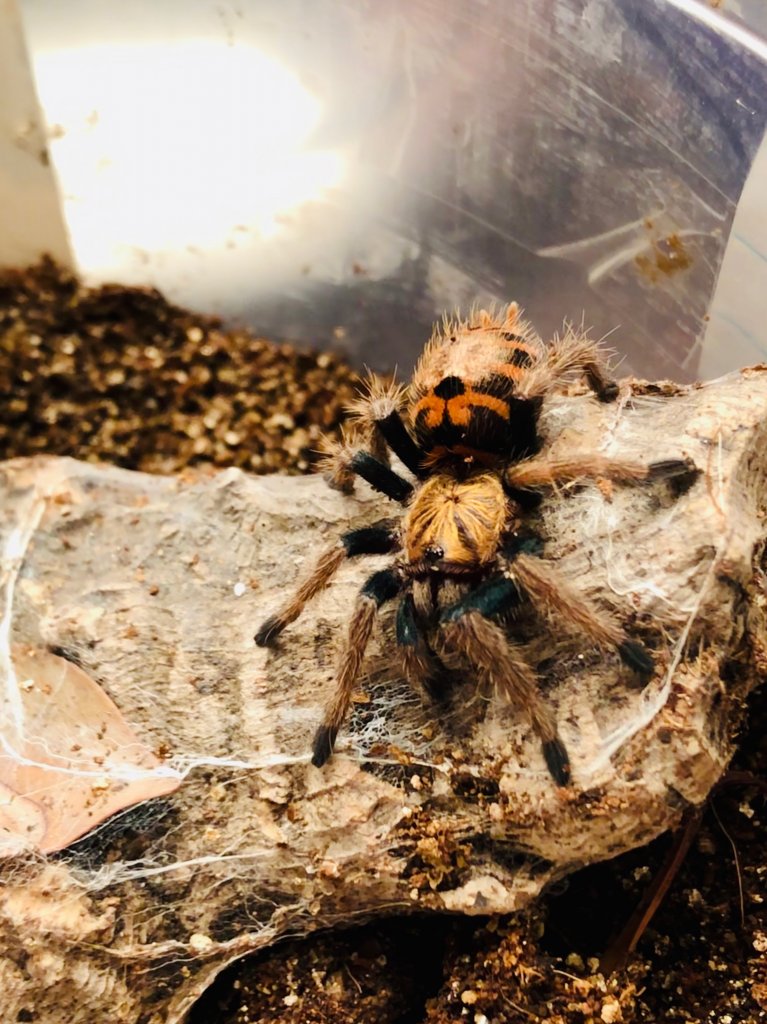 Chromatopelma Cyanopubecens