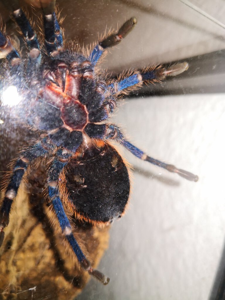 Chromatopelma cyanopubescens GBB 4-5cm