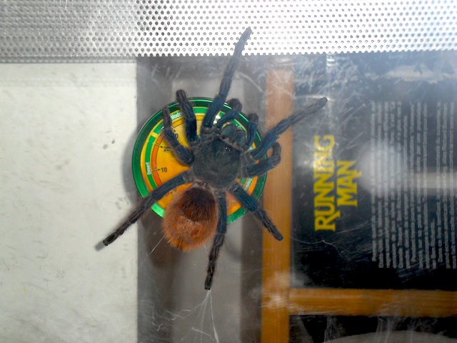 Chromatopelma cyanopubescens