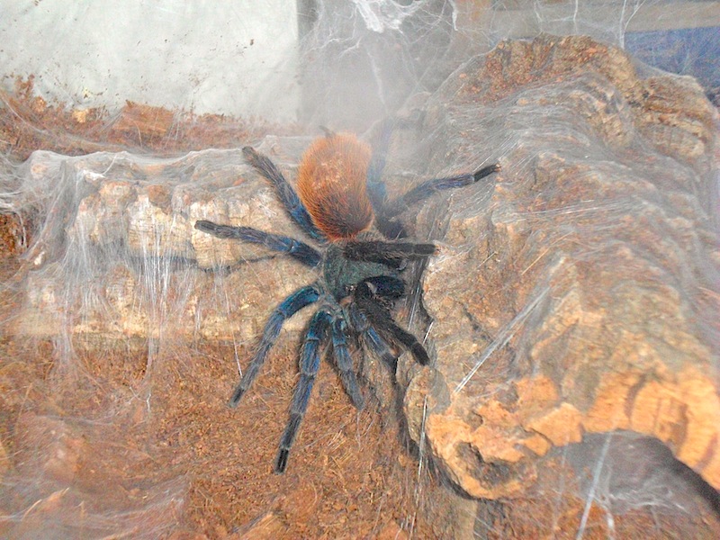 Chromatopelma cyanopubescens