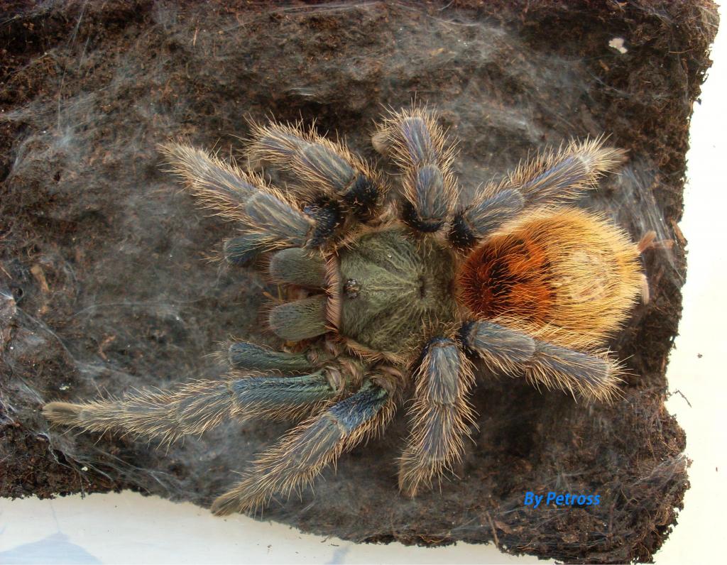 Chromatopelma cyanopubescens