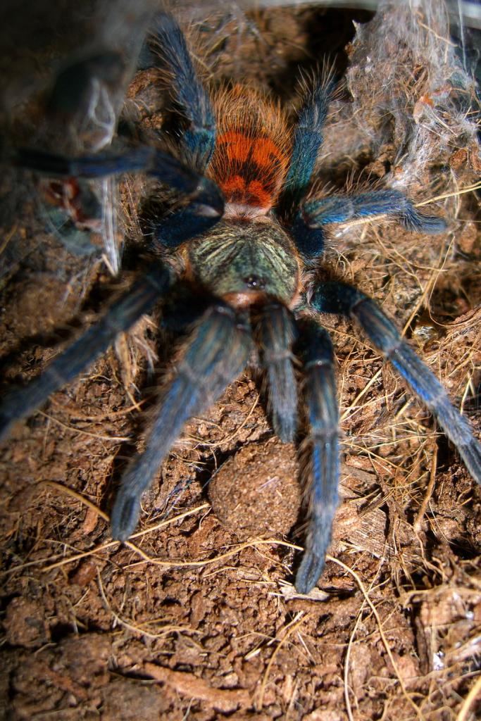 Chromatopelma cyanopubescens