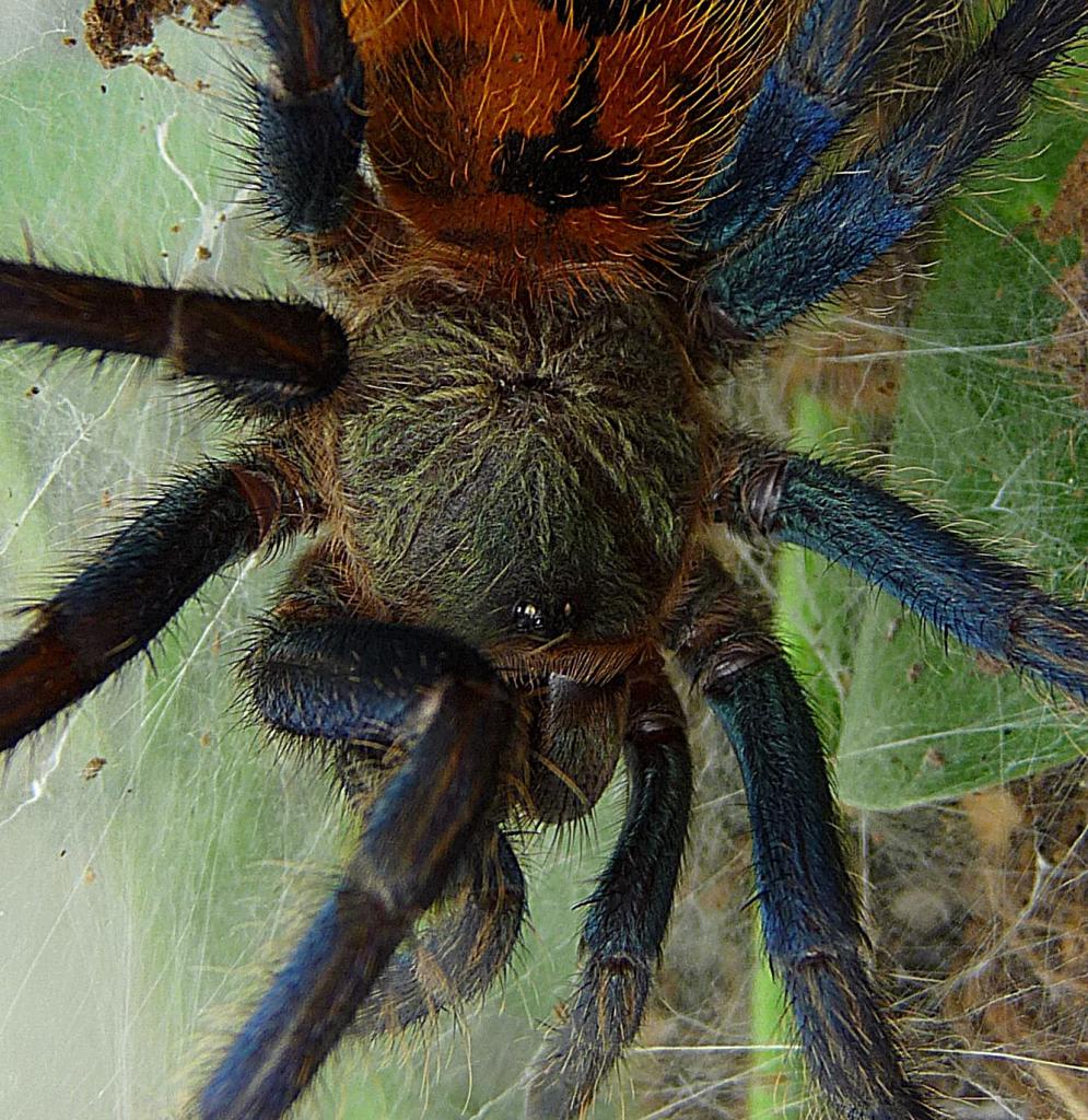 Chromatopelma Cyanopubescens | Arachnoboards