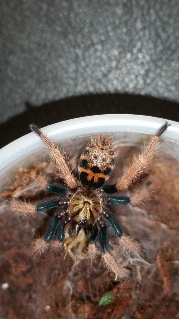 Chromatopelma cyanopubescens