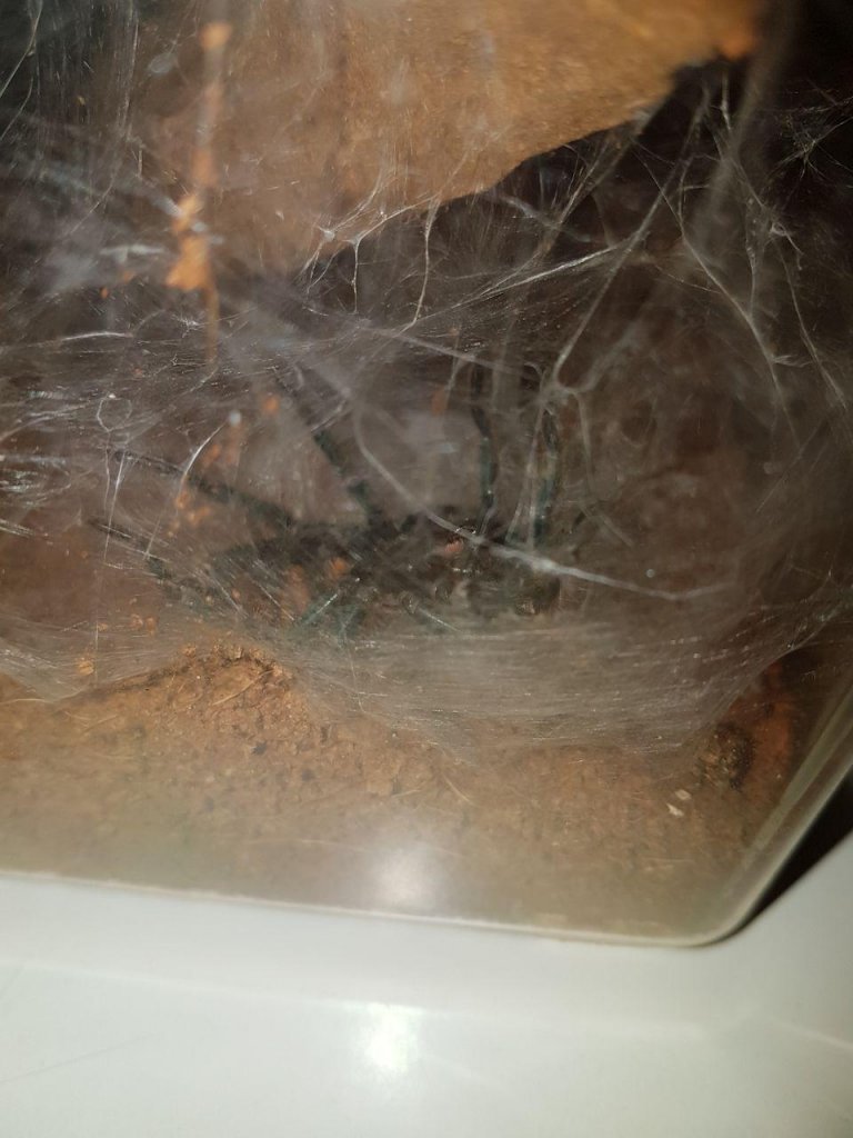 Chromatopelma moulting