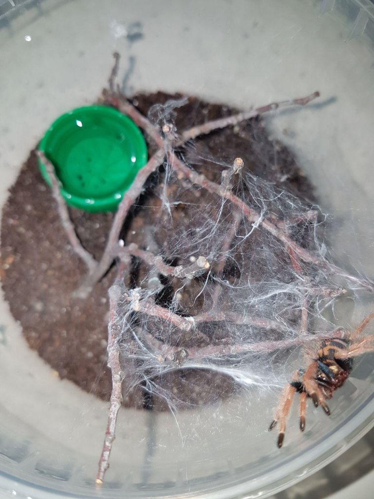 Chromatopelma webbing