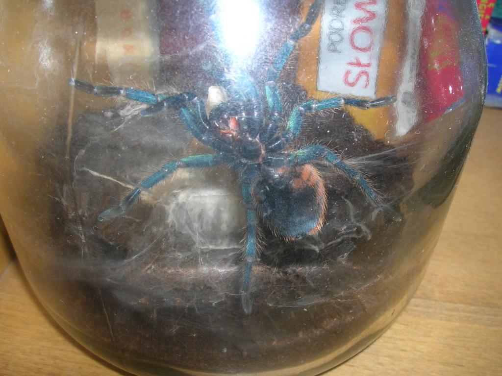 Chromatopelma