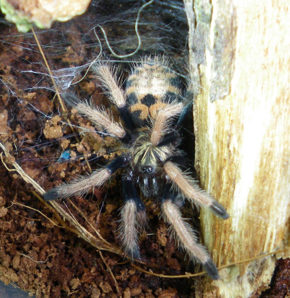 Chromatoplema cyaneopubescens