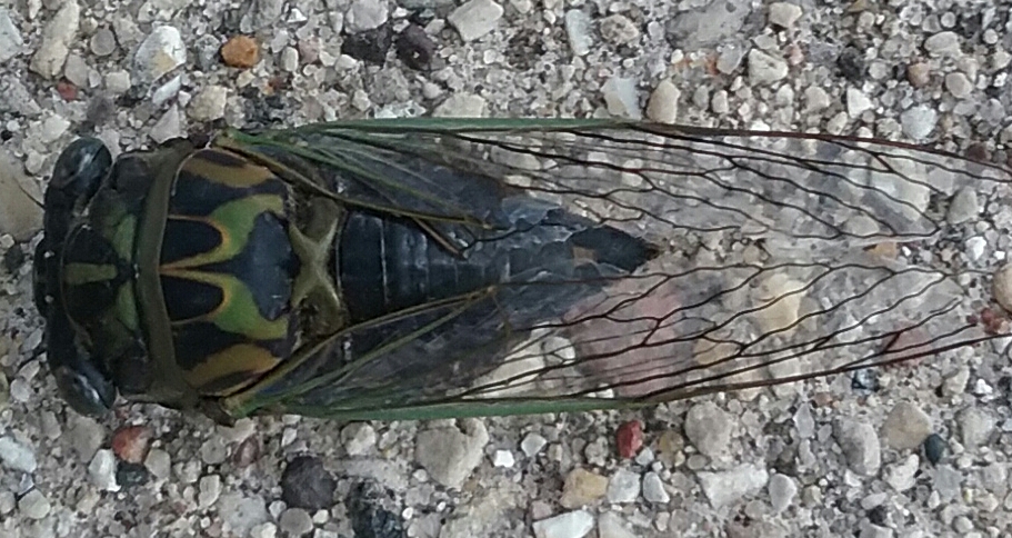 cicada