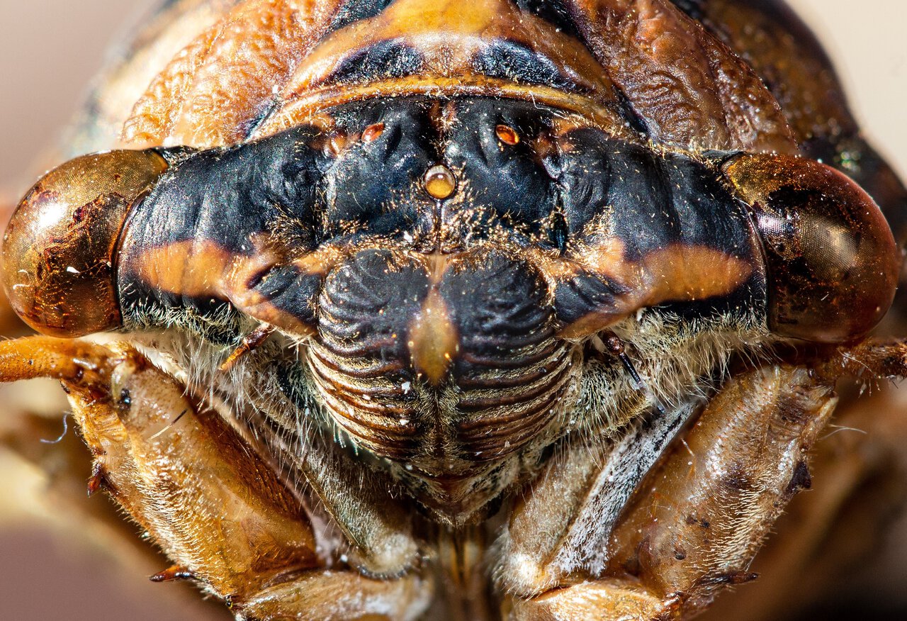 Cicadidae sp. Neotibicen sp. morph