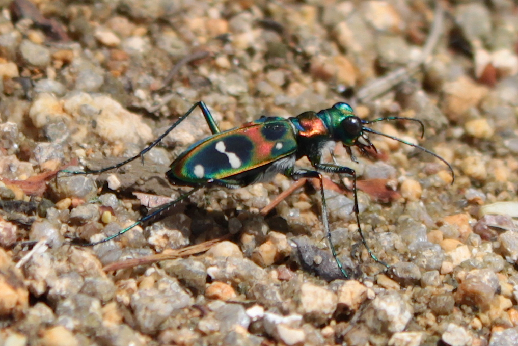 Cicindela Japonica (japanese Tiger Beetle)