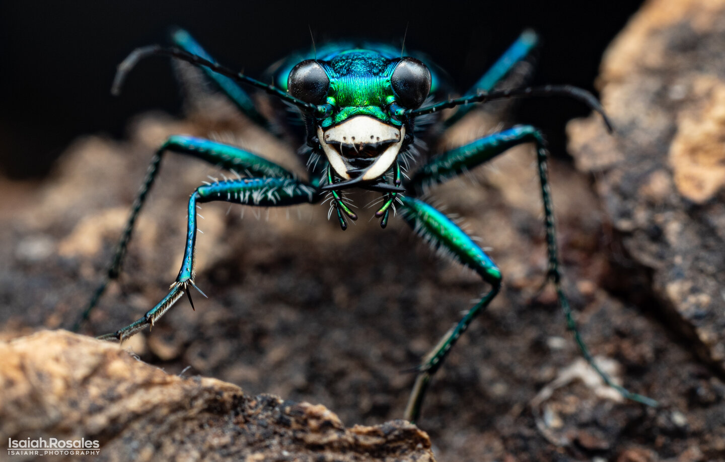 Cicindela sexguttata