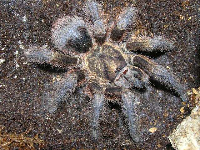 Citharacanthus spinicrus
