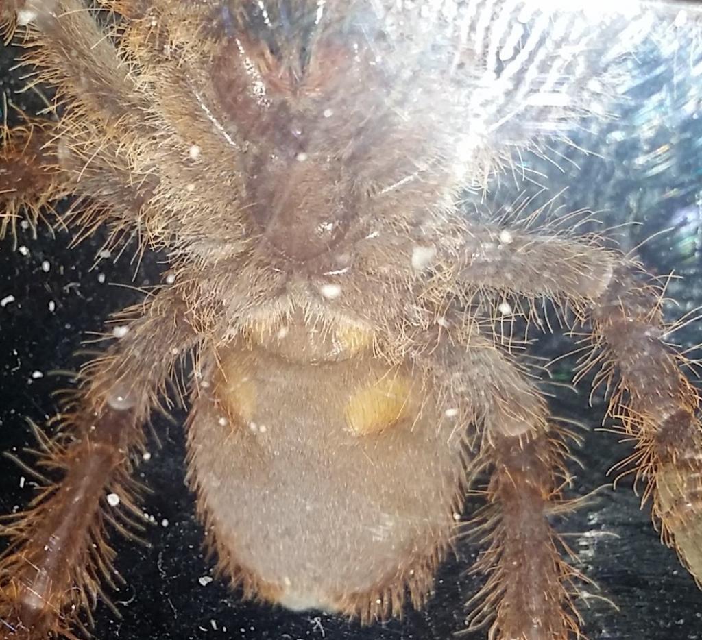 citharischius crawshayi F or M?