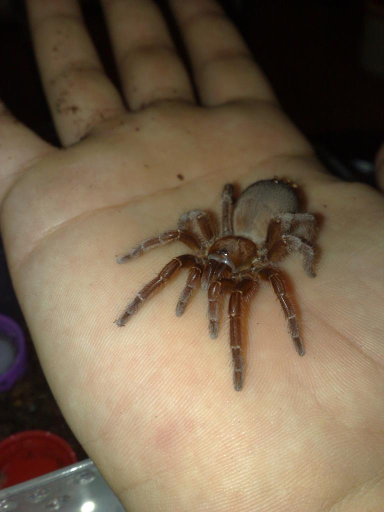 Citharischius Crawshayi