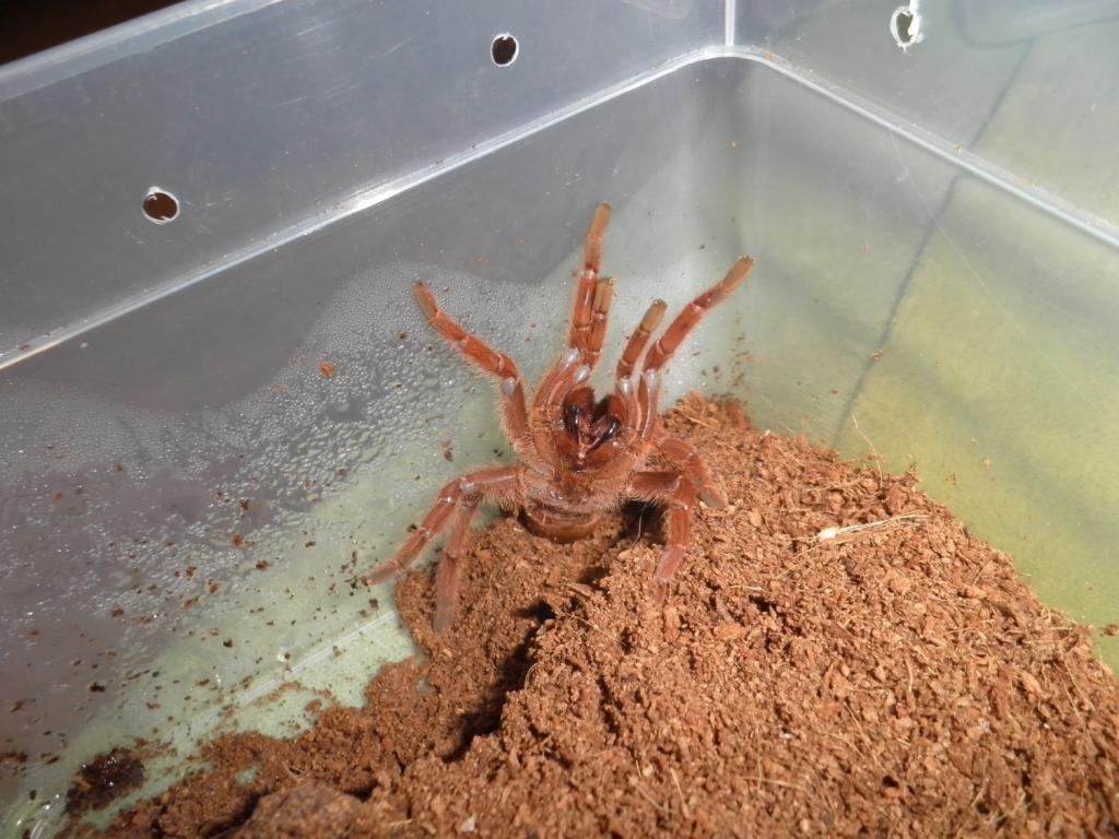 Citharischius Crawshayii