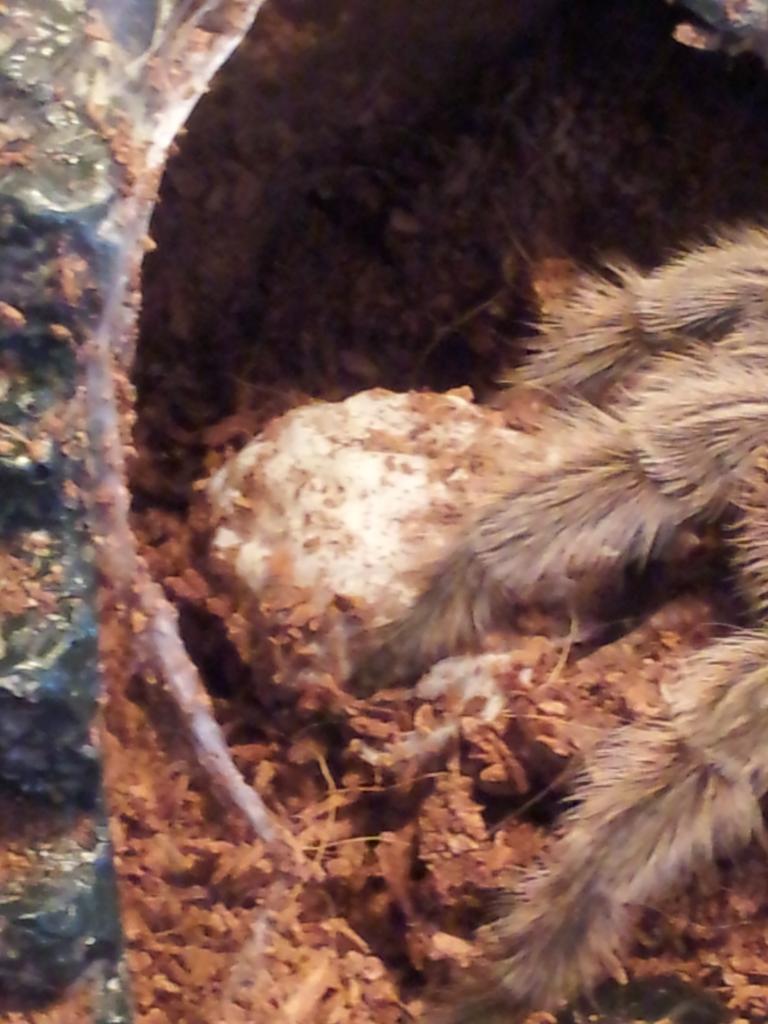 Close up of her egg sac