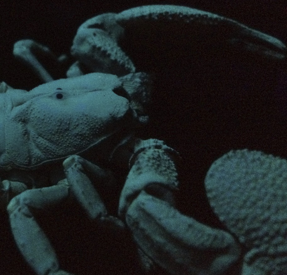 close up under black light