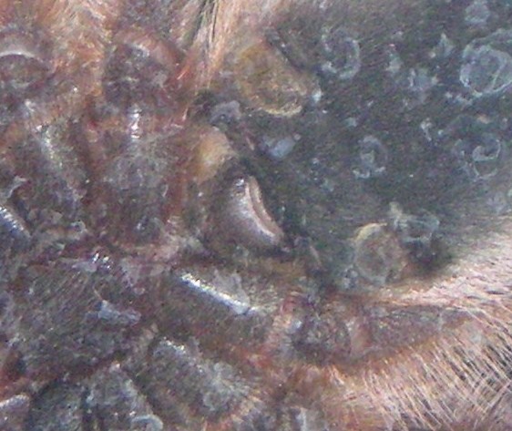Closer View Of A. Versicolor