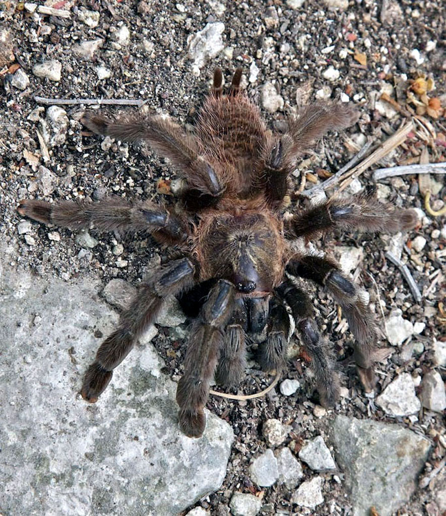 Coba Tarantula