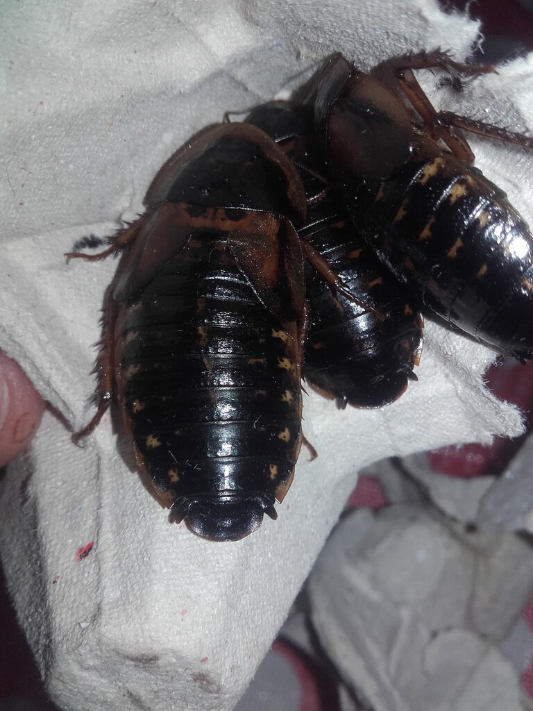 Cockroach species?