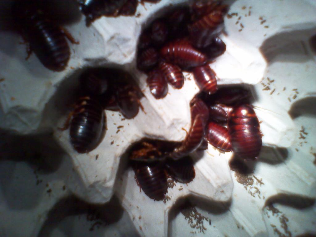 Cockroaches