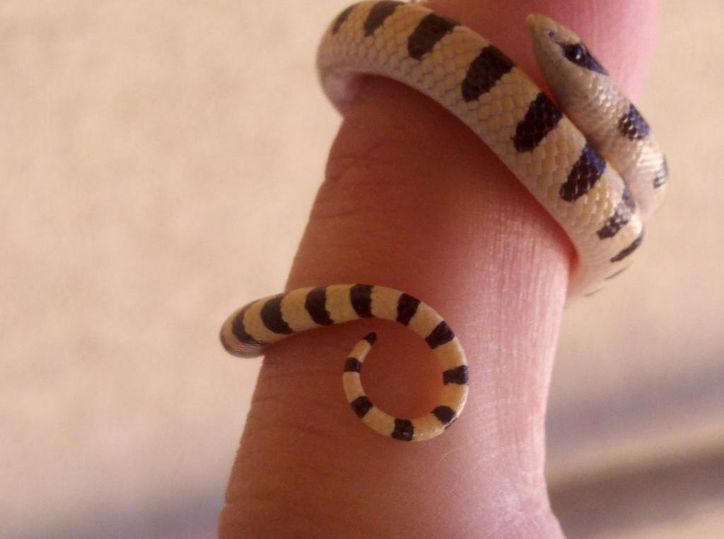 Colorado Shovel Nosed Snake