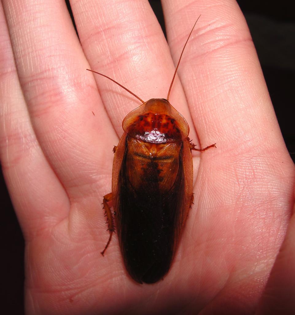 Colorful Dubia Cockroach Male