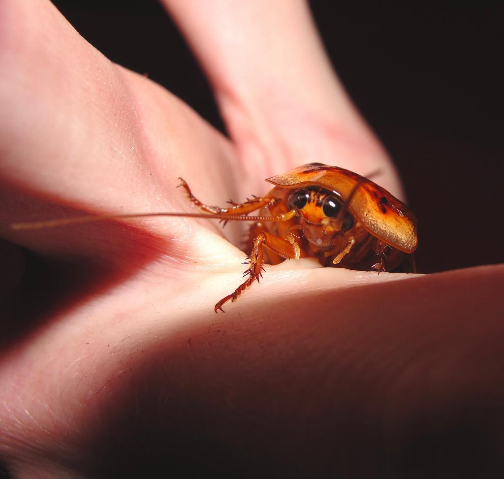 Colorful Dubia Cockroach Male