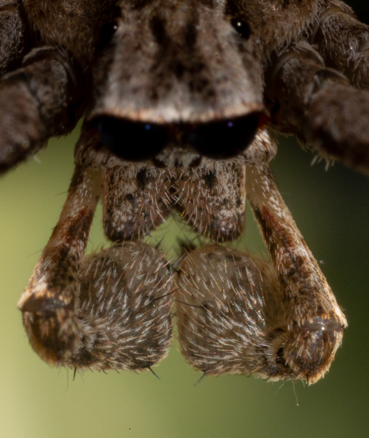 Common Net-casting Spider