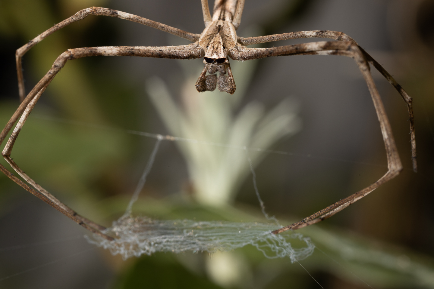 Common Net-casting Spider