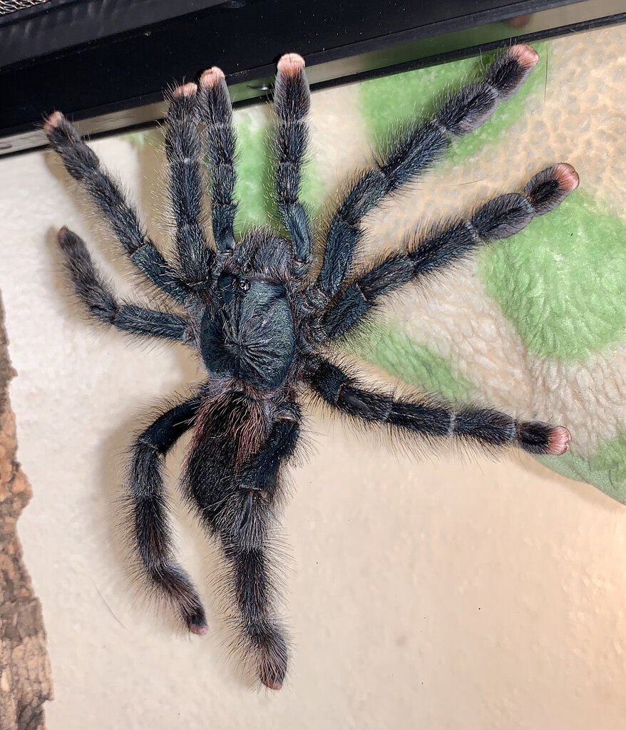 pink toe tarantula