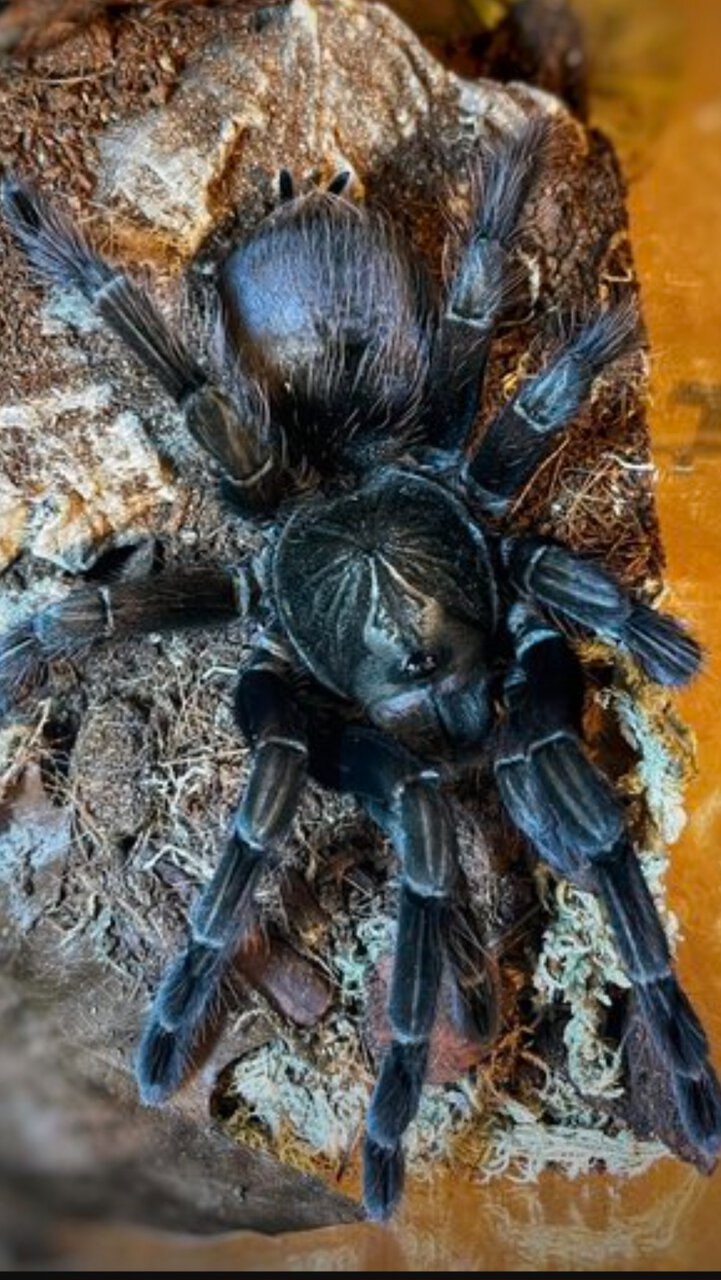 Confirm ID?