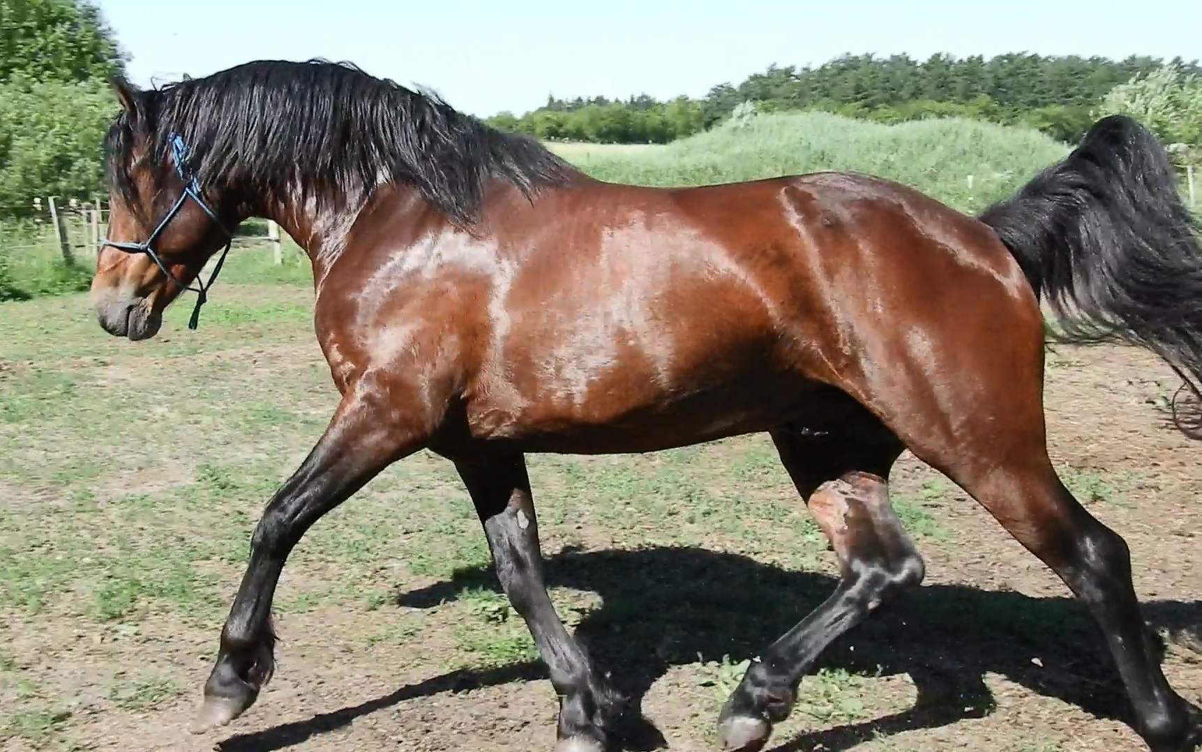 Connemara stallion JJ in action