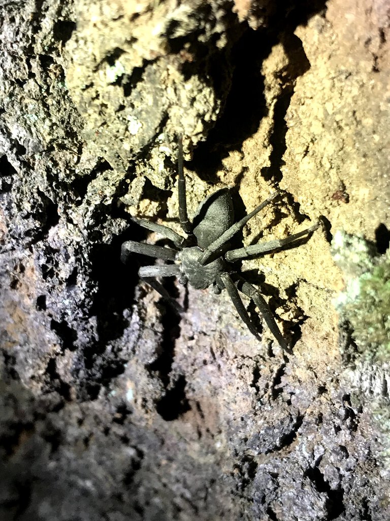 Cool silver huntsman on tree