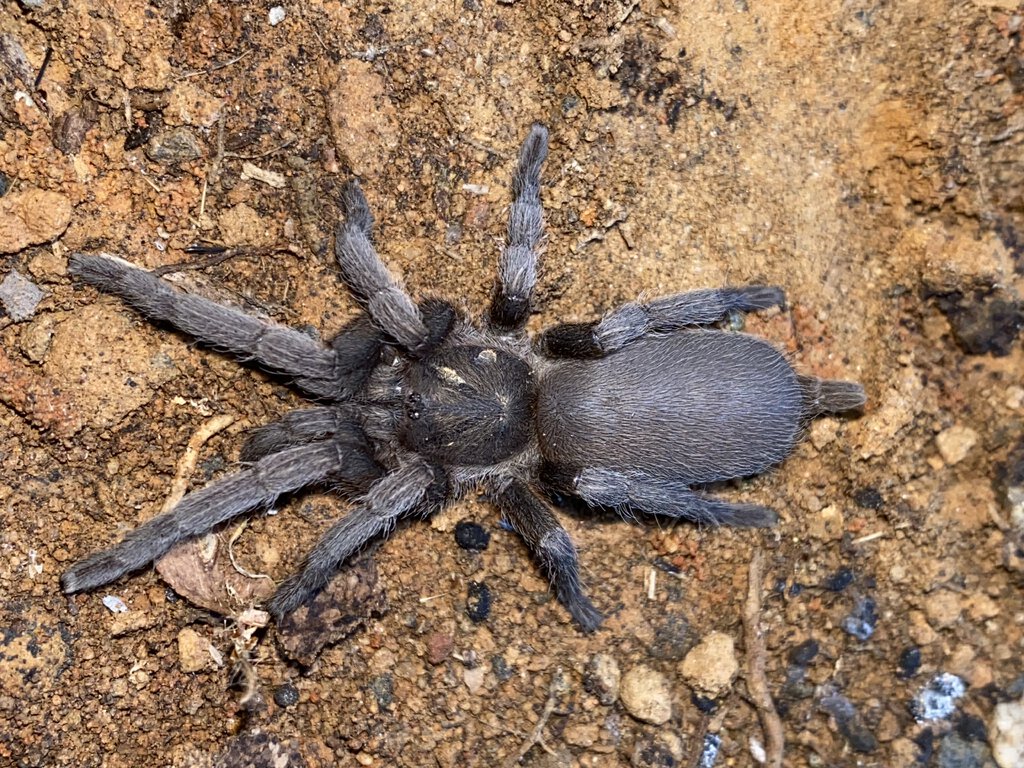 Coremiocnemis tropix in situ