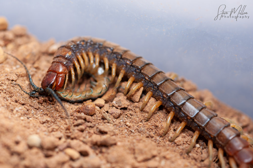 Cormocephalus aurantiipes Feeding